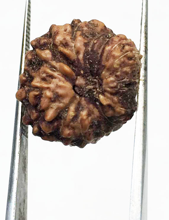 14 Mukhi Indonesian Rudraksha